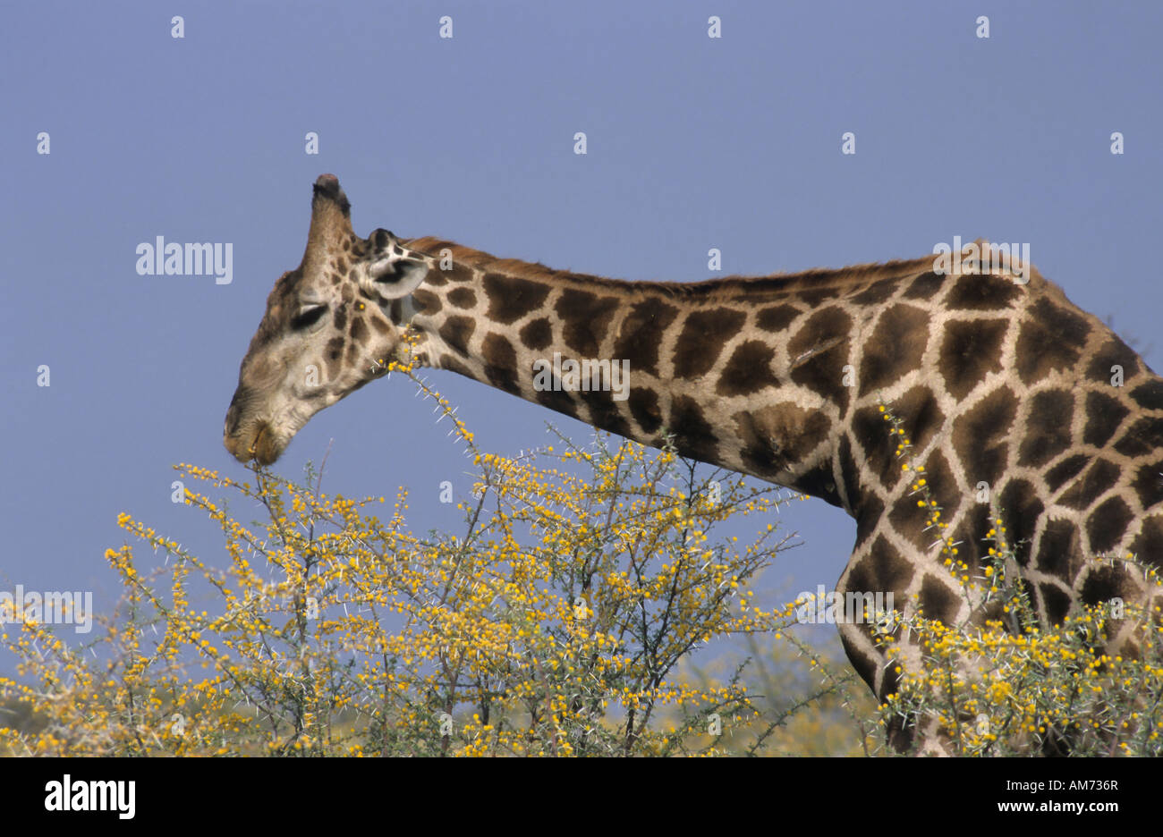 Somali Giraffe (Giraffa camelopardalis reticulata) eating acacia, Namibia, Africa Stock Photo