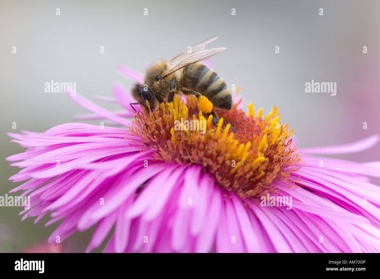 Bee, foraging, blossom Stock Photo