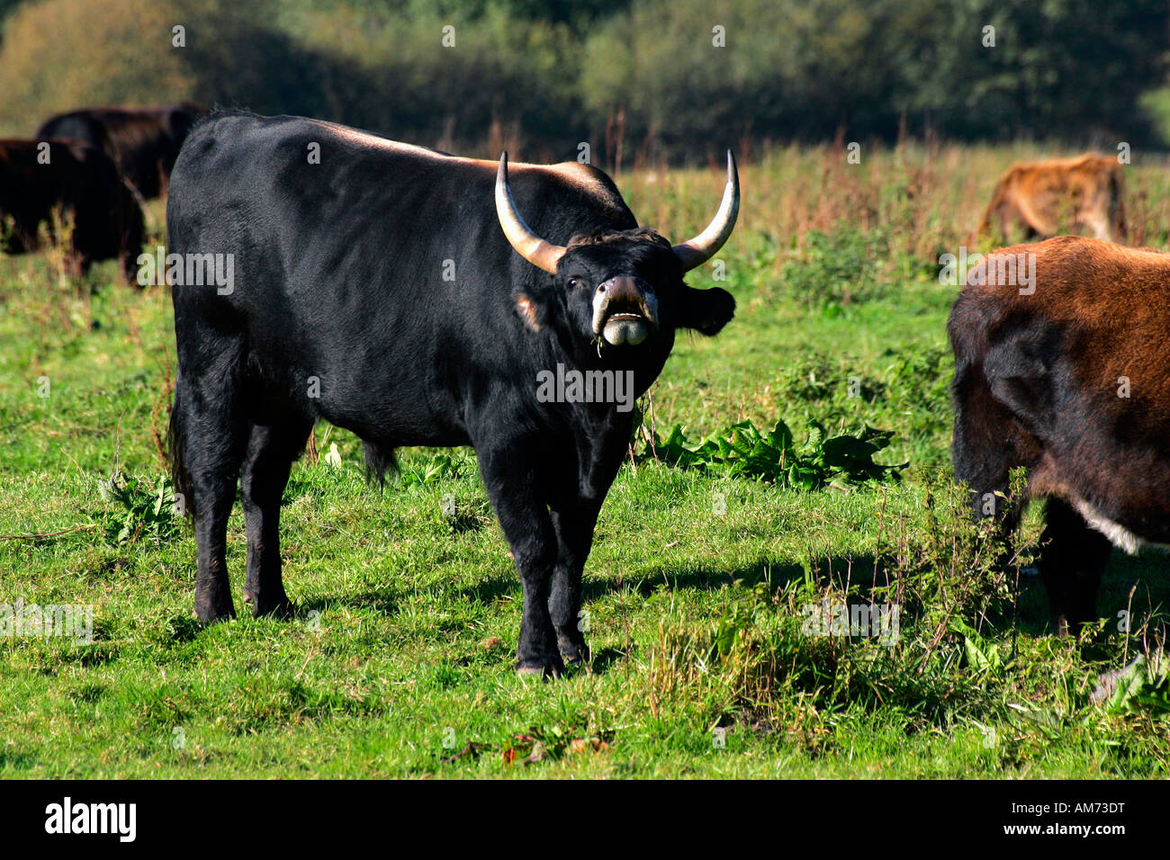 Heck cattle - heck cattles - bull (Bos primigenius f. taurus) Stock Photo