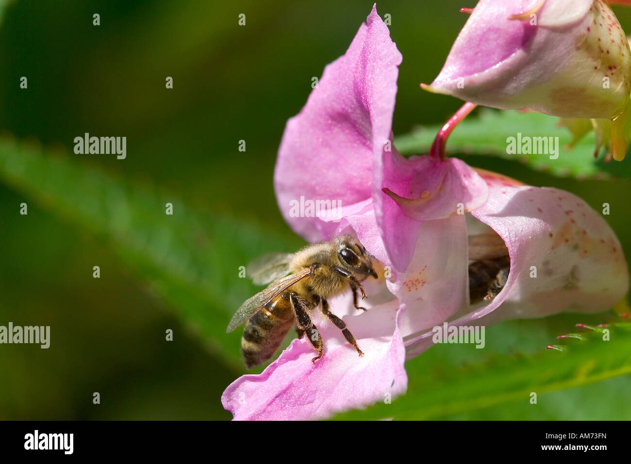 Bee at a blossom, Himalayan Balsam Stock Photo