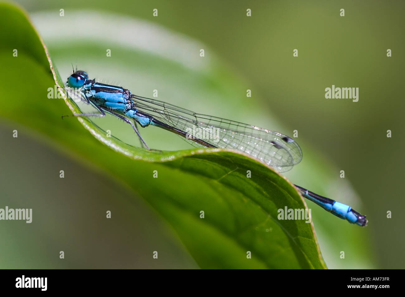 Blue tailed Damselfly on a leaf Stock Photo - Alamy