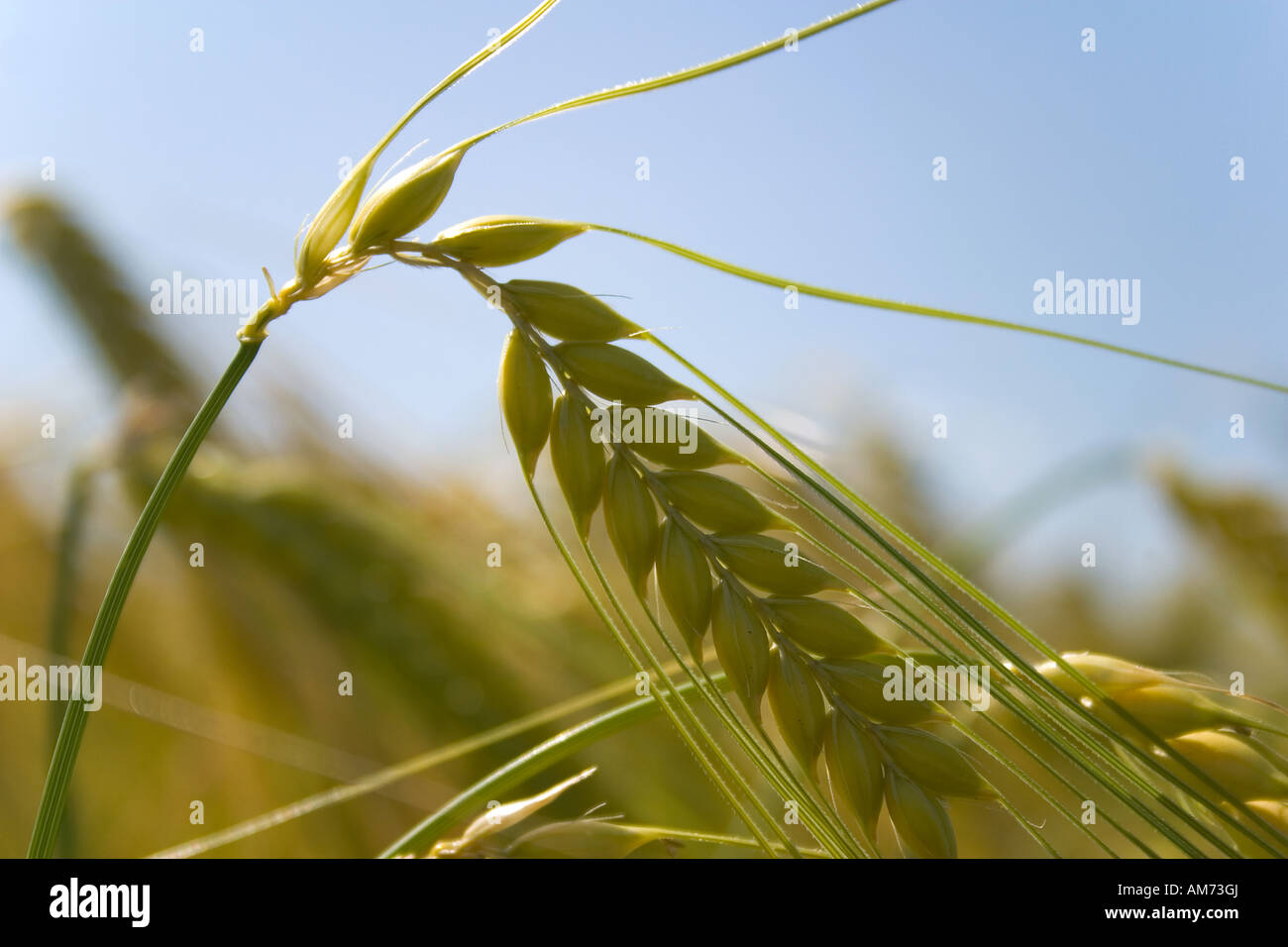 Barley awns hires stock photography and images Alamy
