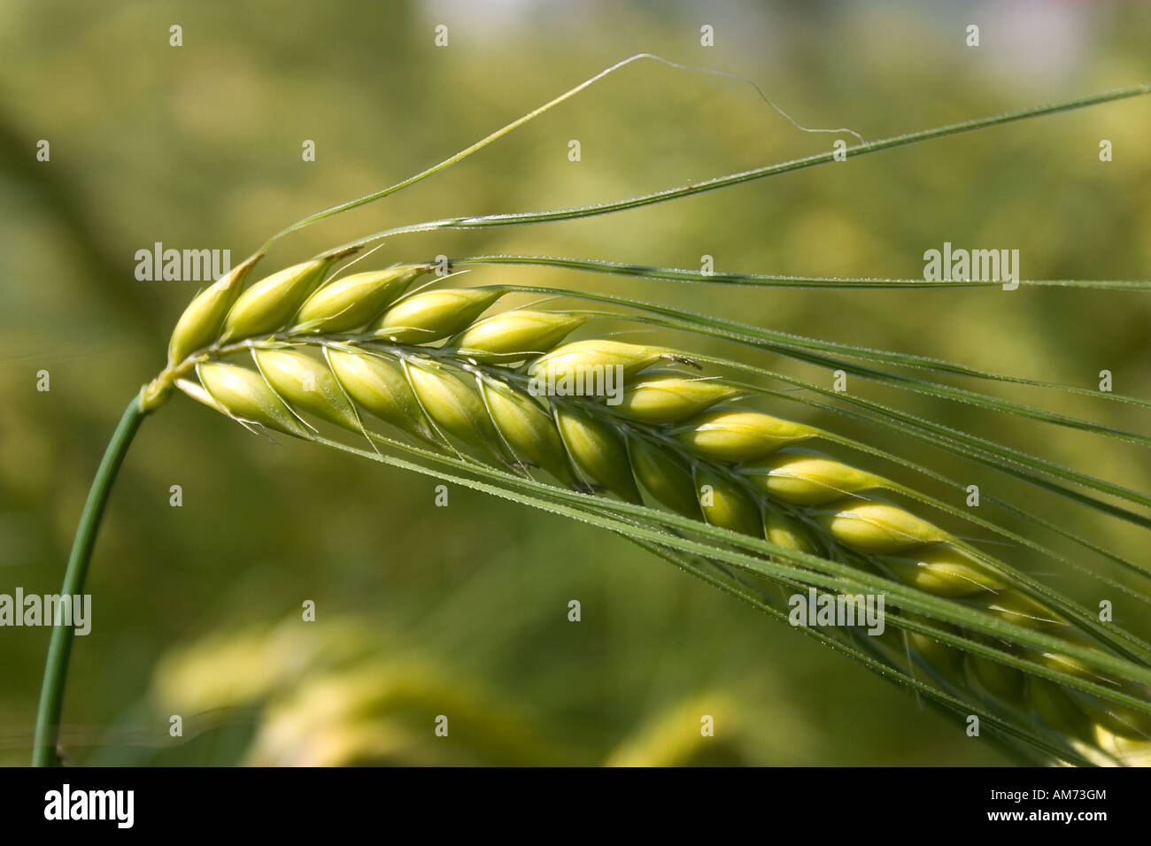 Barley with awns, cereal Stock Photo Alamy