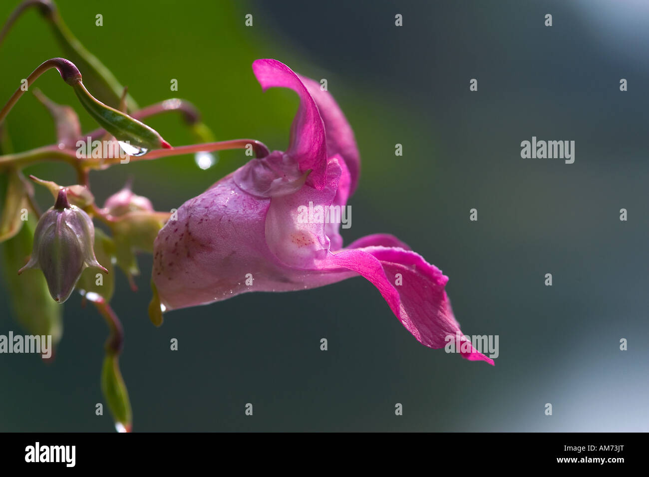 Himalayan Balsam (Impatiens glandulifera) Stock Photo