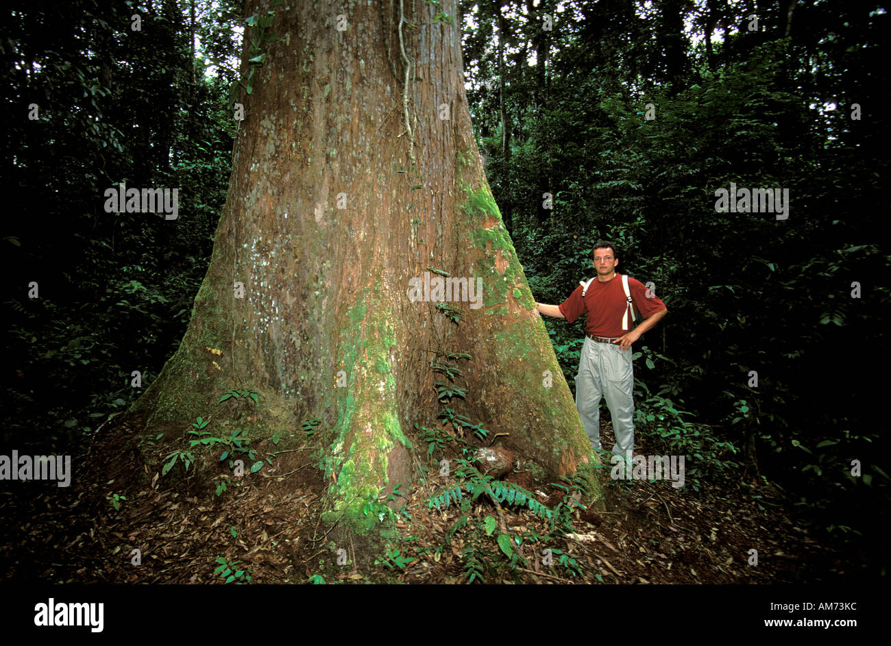 Kalimantan one of the few remaining hardwoord jungle trees Stock Photo