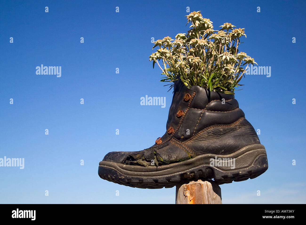 Climbing boot, flower pot, Stock Photo