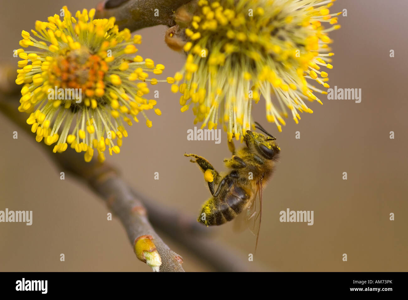 Bee (apis mellifera), hanging at a blossom Stock Photo