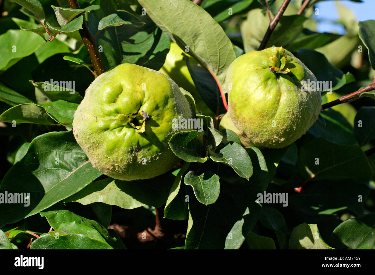 Quince - quinces - fruits (Cydonia oblonga cultivar Konstantinopel) Stock Photo