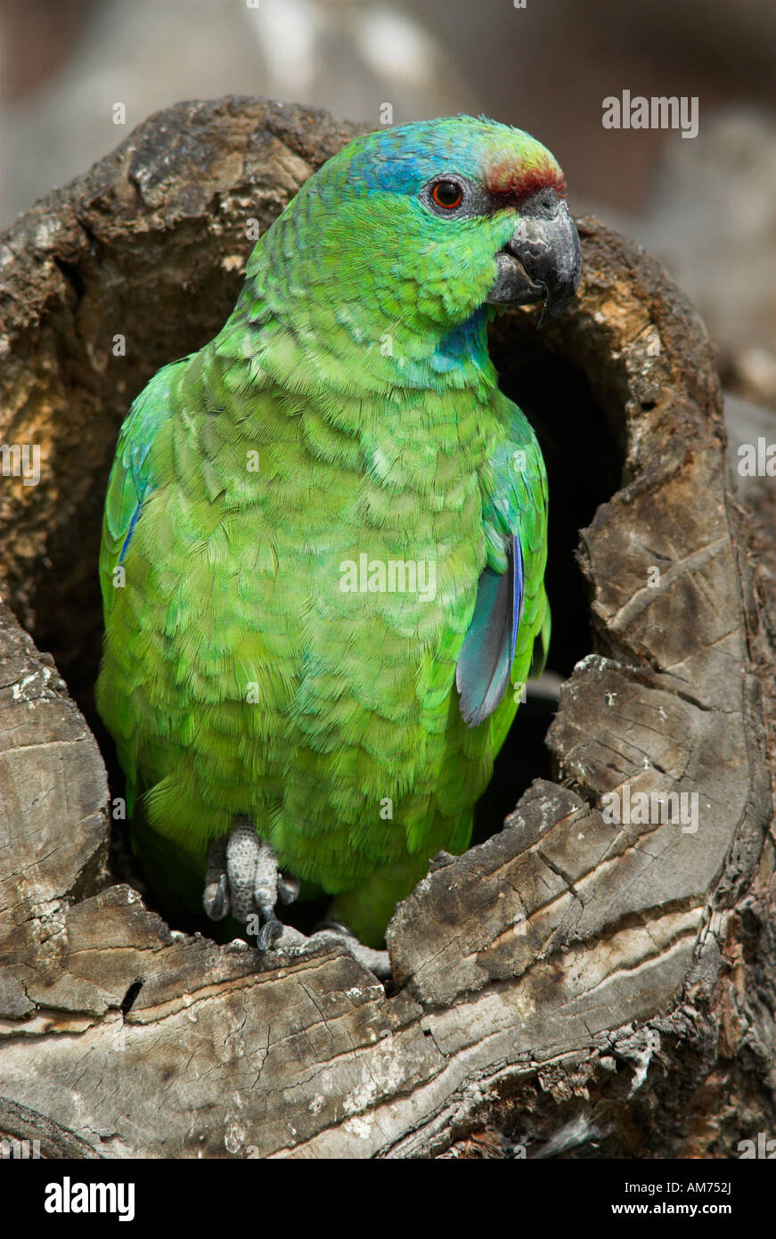 Amazon Parrot Amazona festiva Peru Stock Photo