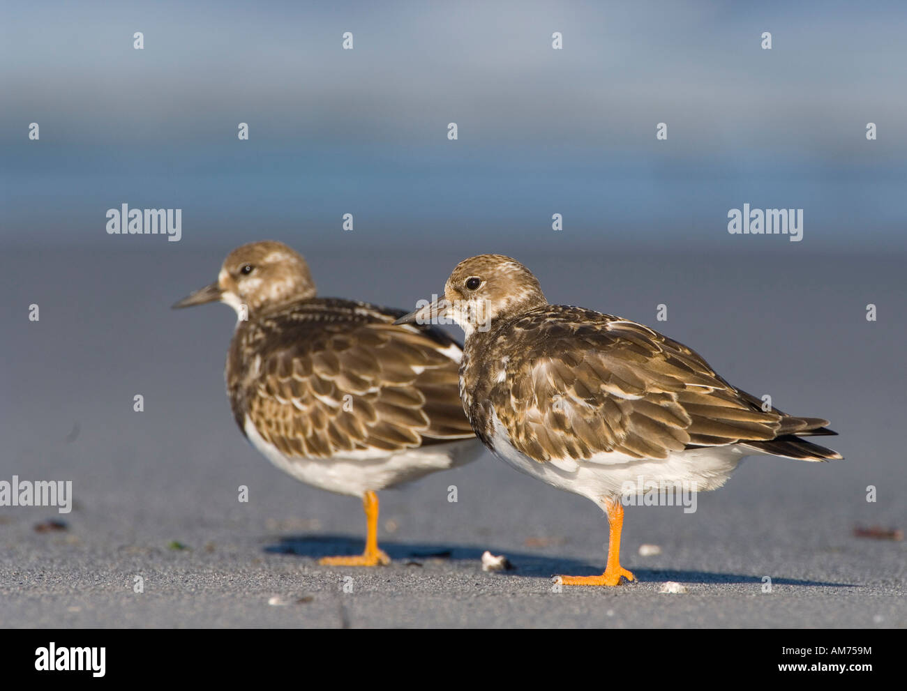 Turnstone (Arenaria interpres) Stock Photo