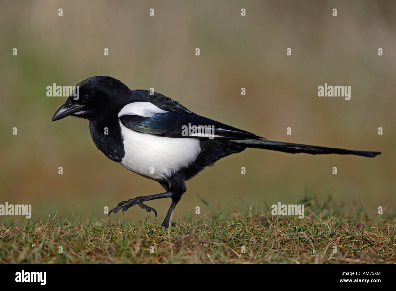 Magpie Pica pica looking alert Potton Bedfordshire Stock Photo