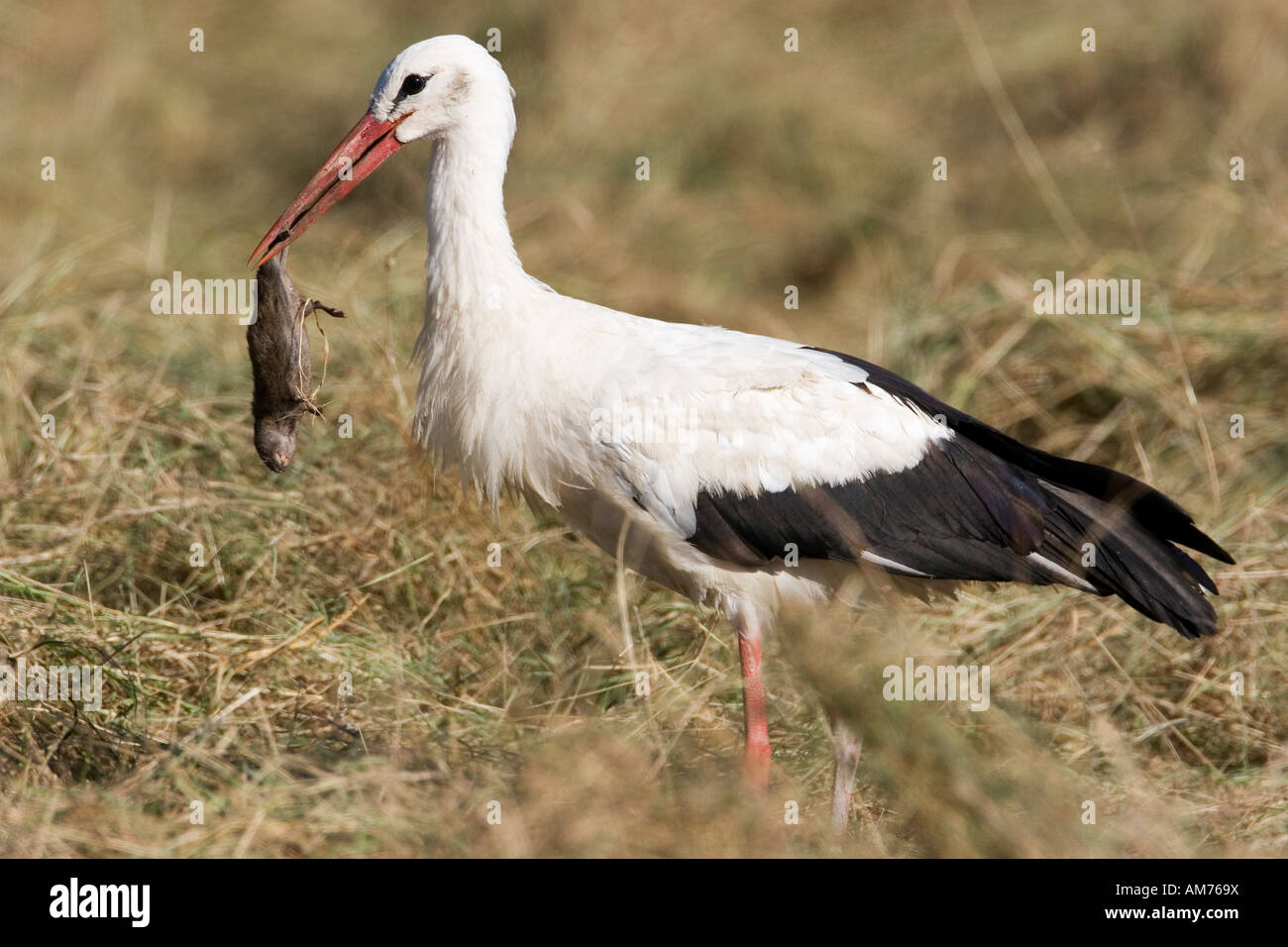 White storch with mouse in its bill, Germany Stock Photo