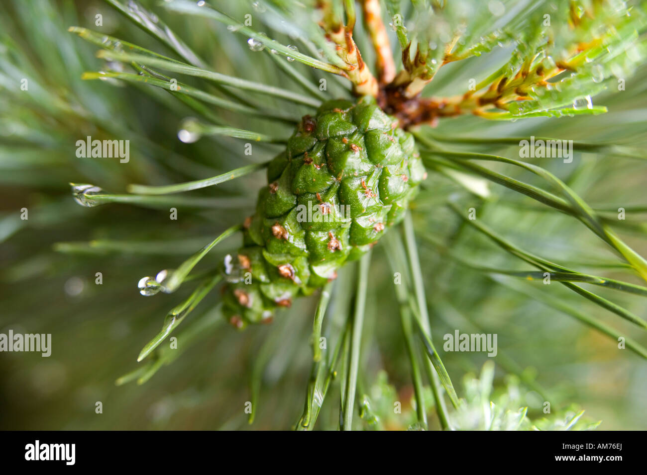Scots pine cone uk hires stock photography and images Alamy