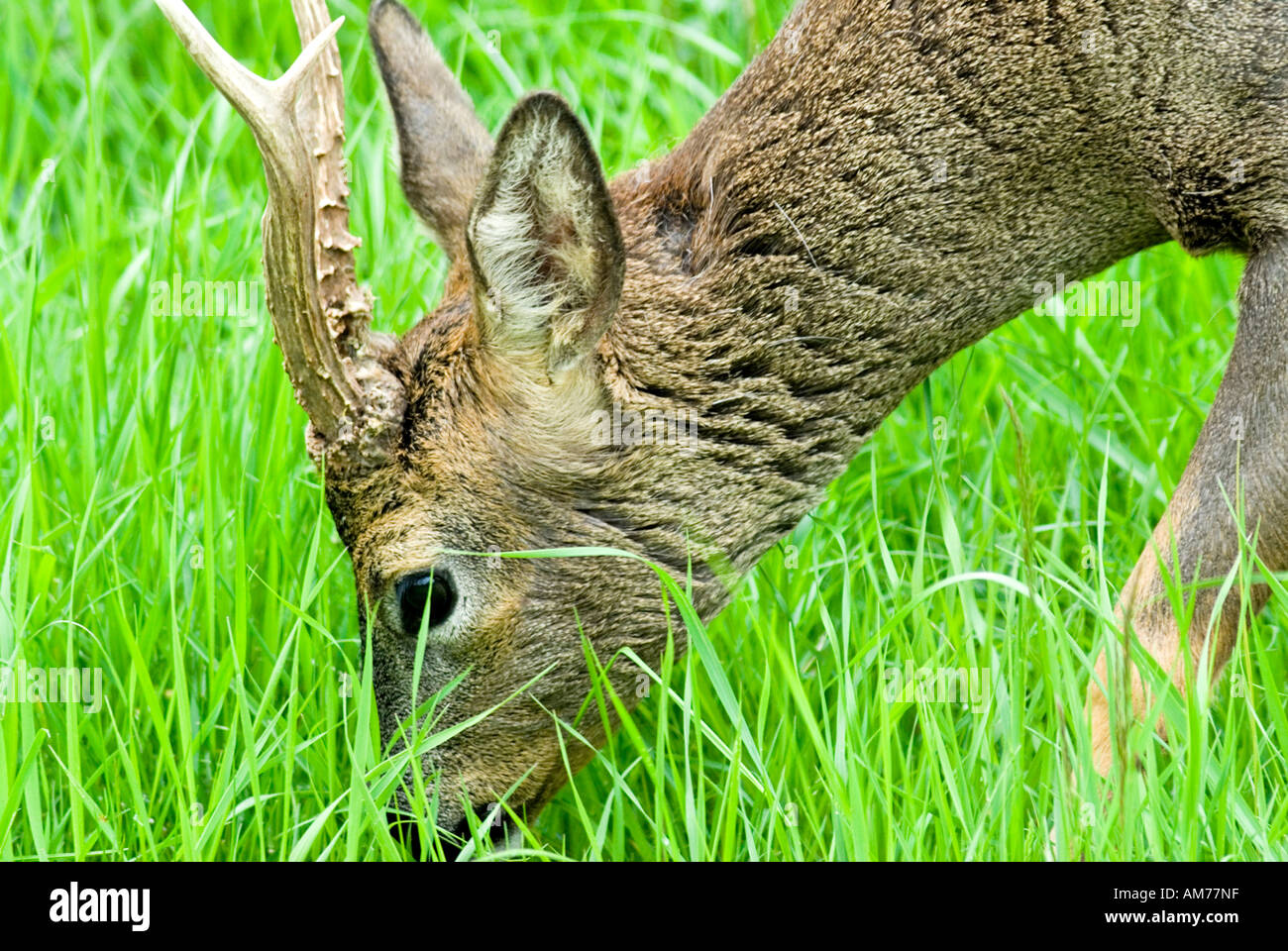 Roe deer doe eating hi-res stock photography and images - Alamy
