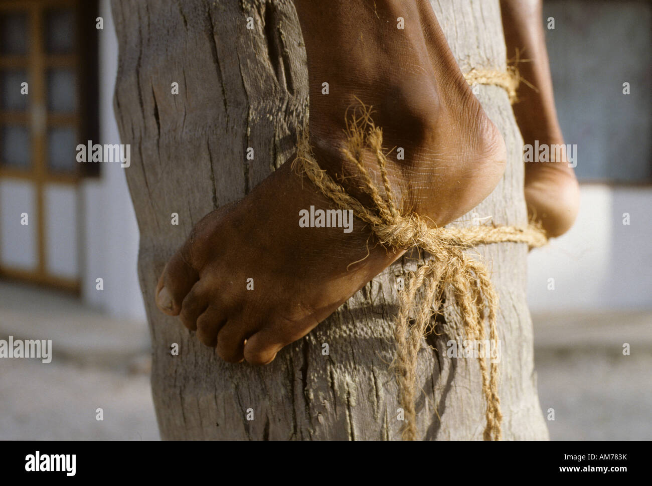 Feet tied with a rope for climbing a palmtree, Bangaram Island