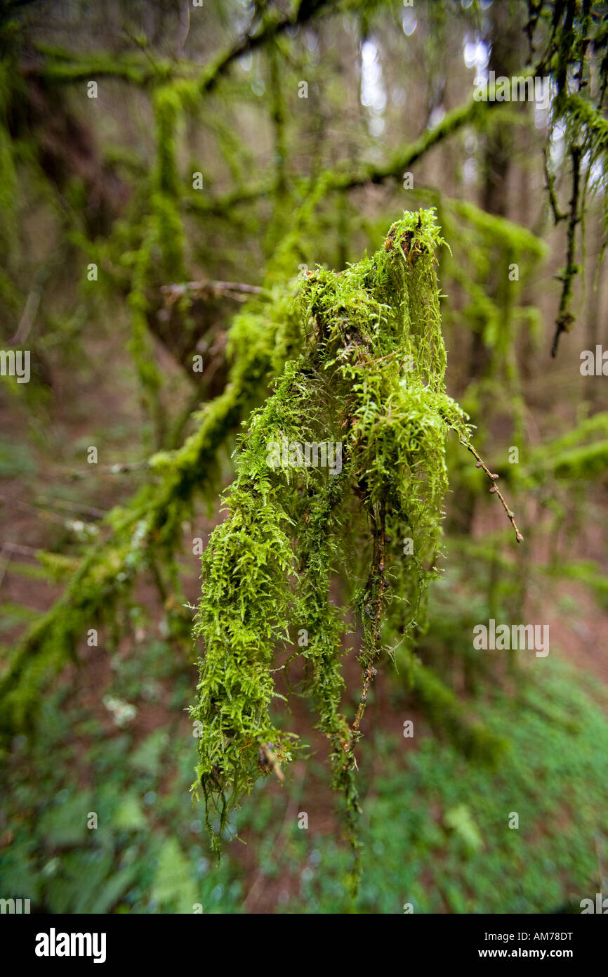 Old Man's Beard, Comrie, Perthshire, Scotland, UK Stock Photo