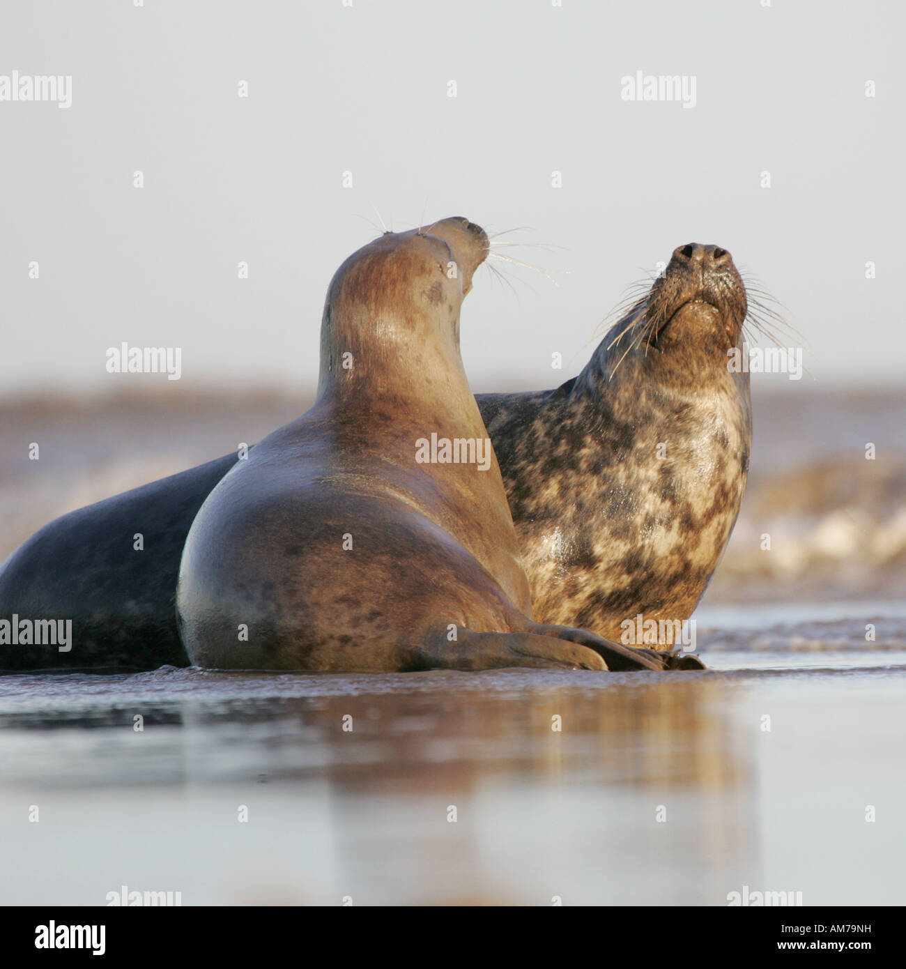 A pair of Grey Seals showing affection Stock Photo Alamy
