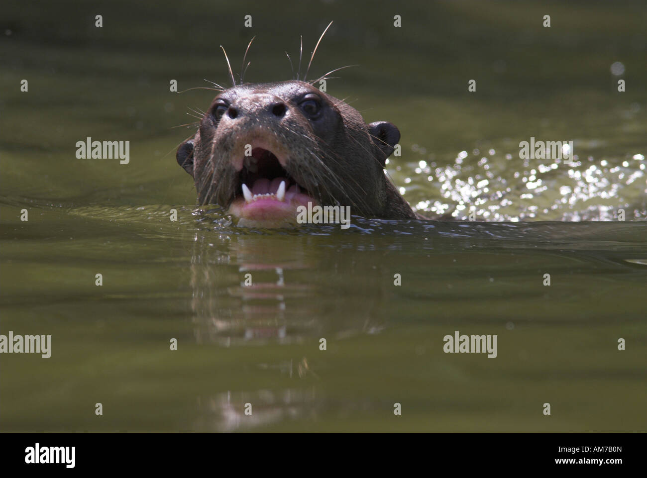 Giant River Otter Pteronura brasiliensis Cocha Salvador Manu Peru Stock ...