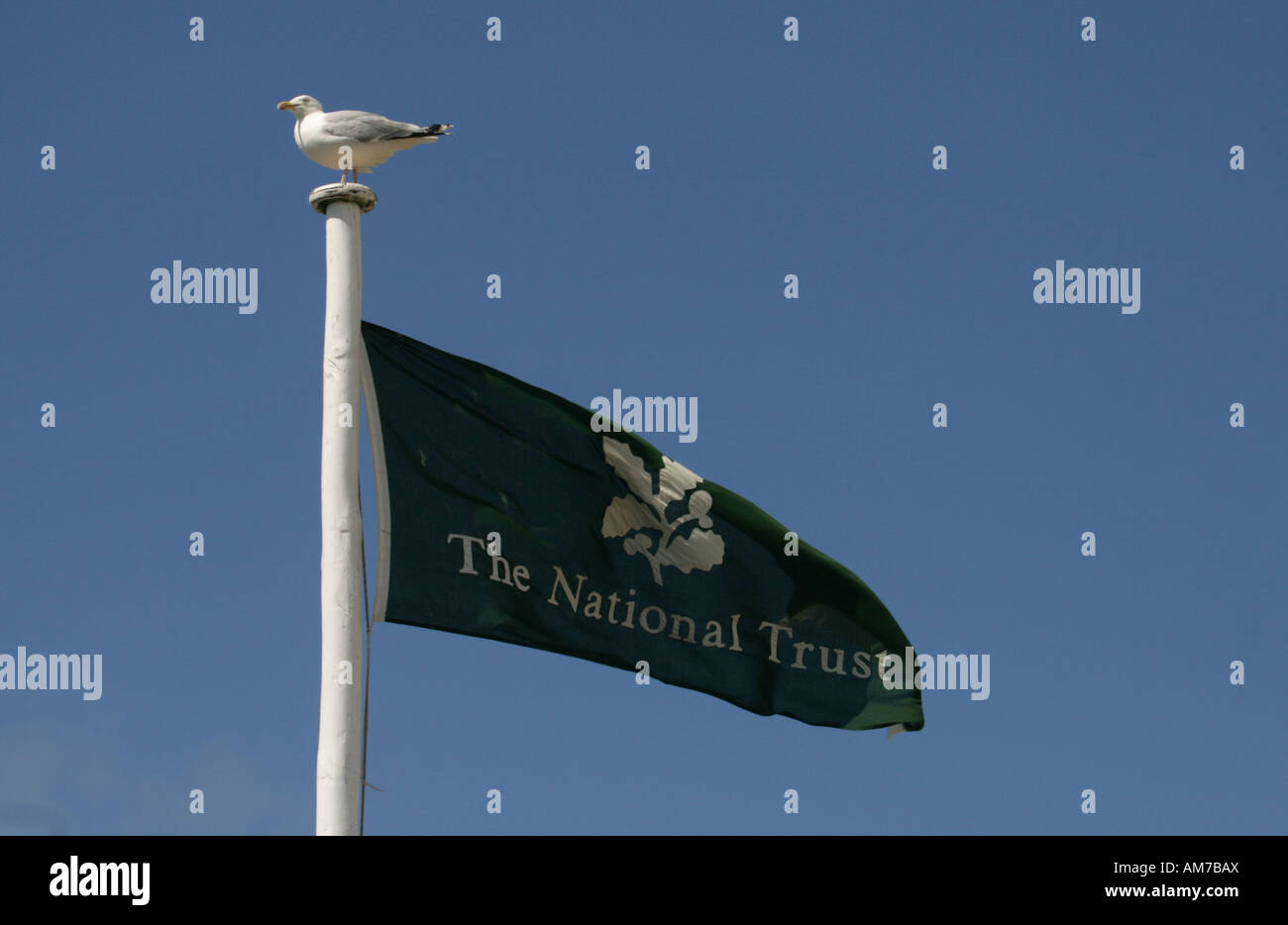 Seagull sitting on National Trust Ensign, flag pole, Newquay, Cornwall, UK. Stock Photo