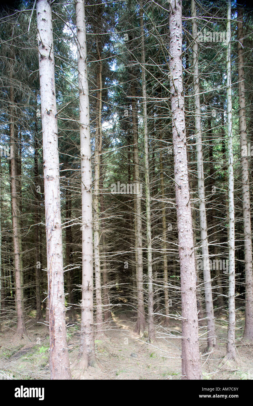 Edge Of Sitka Spruce Plantation, Scotland, Britain, UK Stock Photo