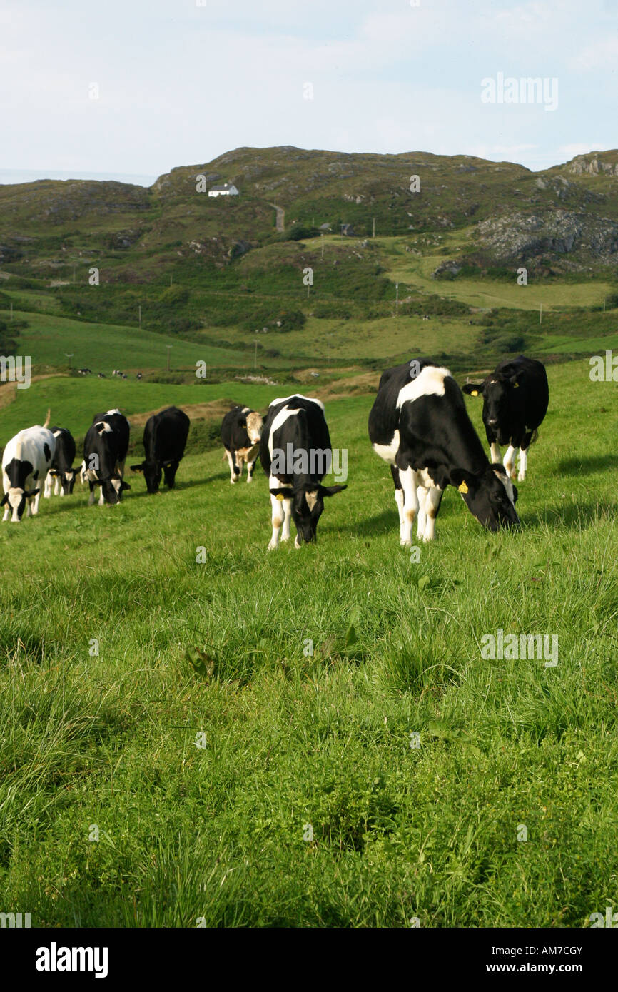 cattle dairy cows in a field in Ireland Stock Photo - Alamy