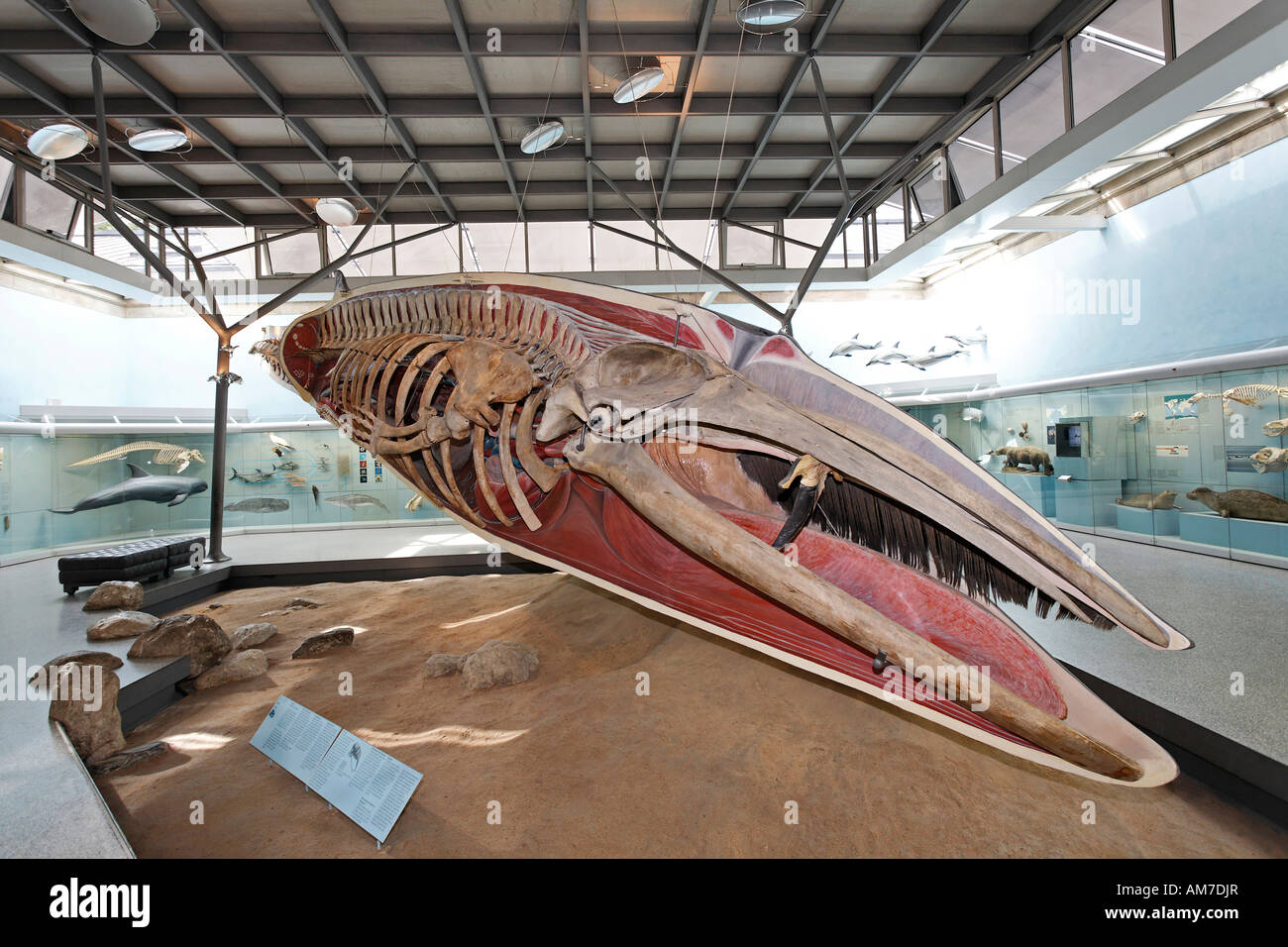 Reproduction of a whale, museum of natural history, castle Rosenstein, Stuttgart, Baden-Wuerttemberg, Germany Stock Photo