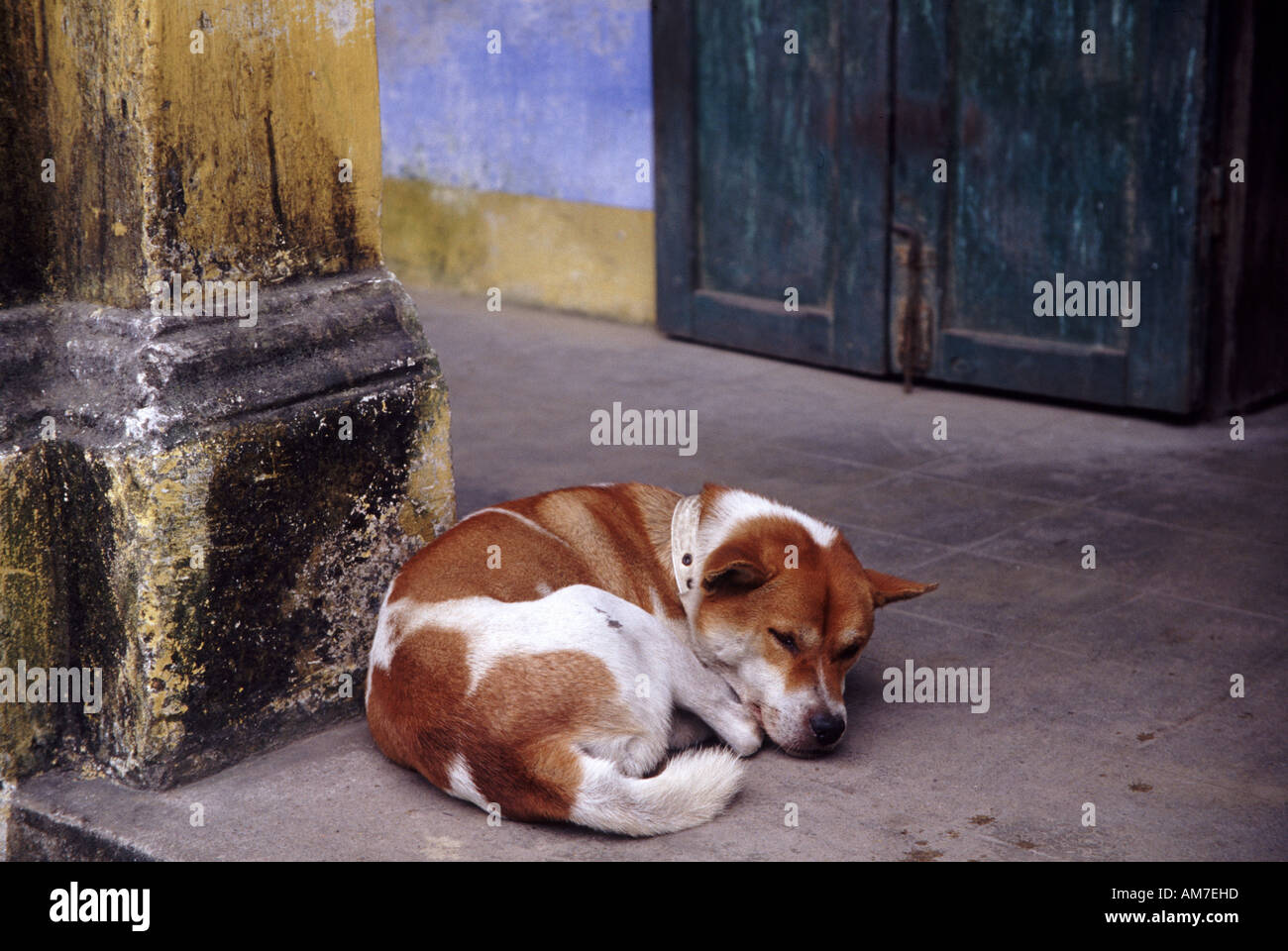 Brown and white mongrel dog sleeping on sidewalk in Hoi An Vietnam Stock Photo