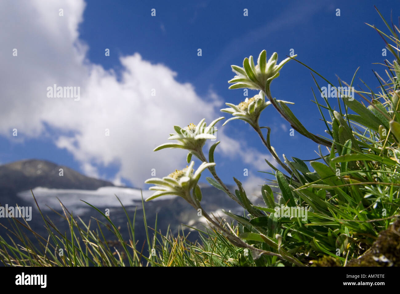 Austria National Park Hohe Tauern, Leontopodium alpinum (Edelweiss) at Grossglockner Mountain Stock Photo
