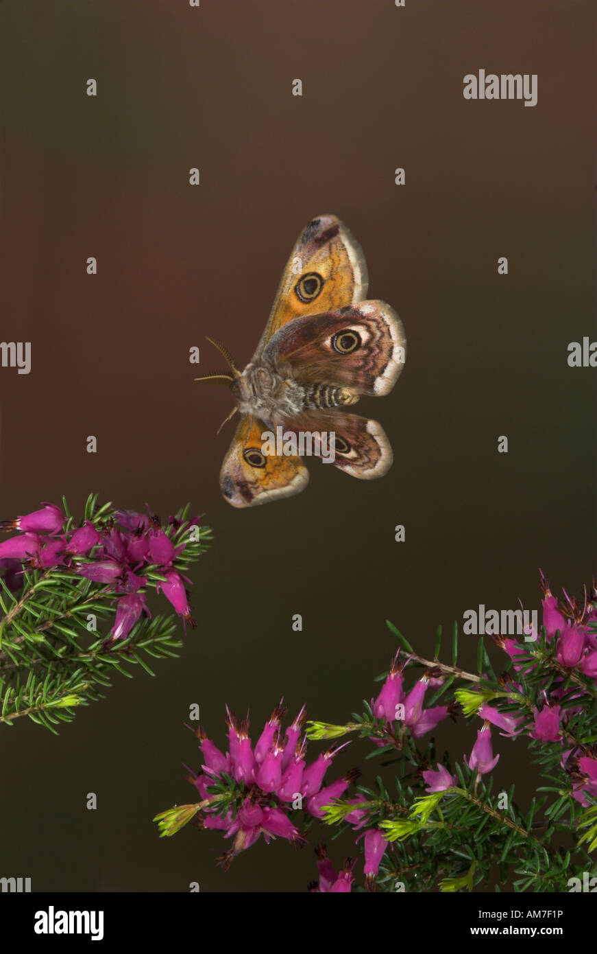 Emperor Moth Saturnia pavonia male in flight UK Stock Photo - Alamy