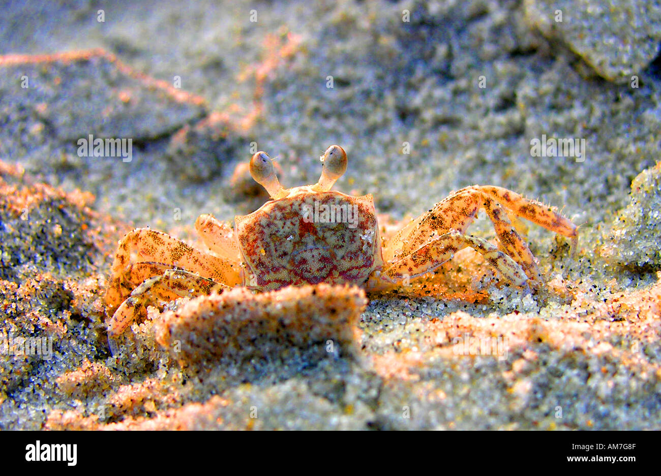 Crab north carolina hi-res stock photography and images - Alamy