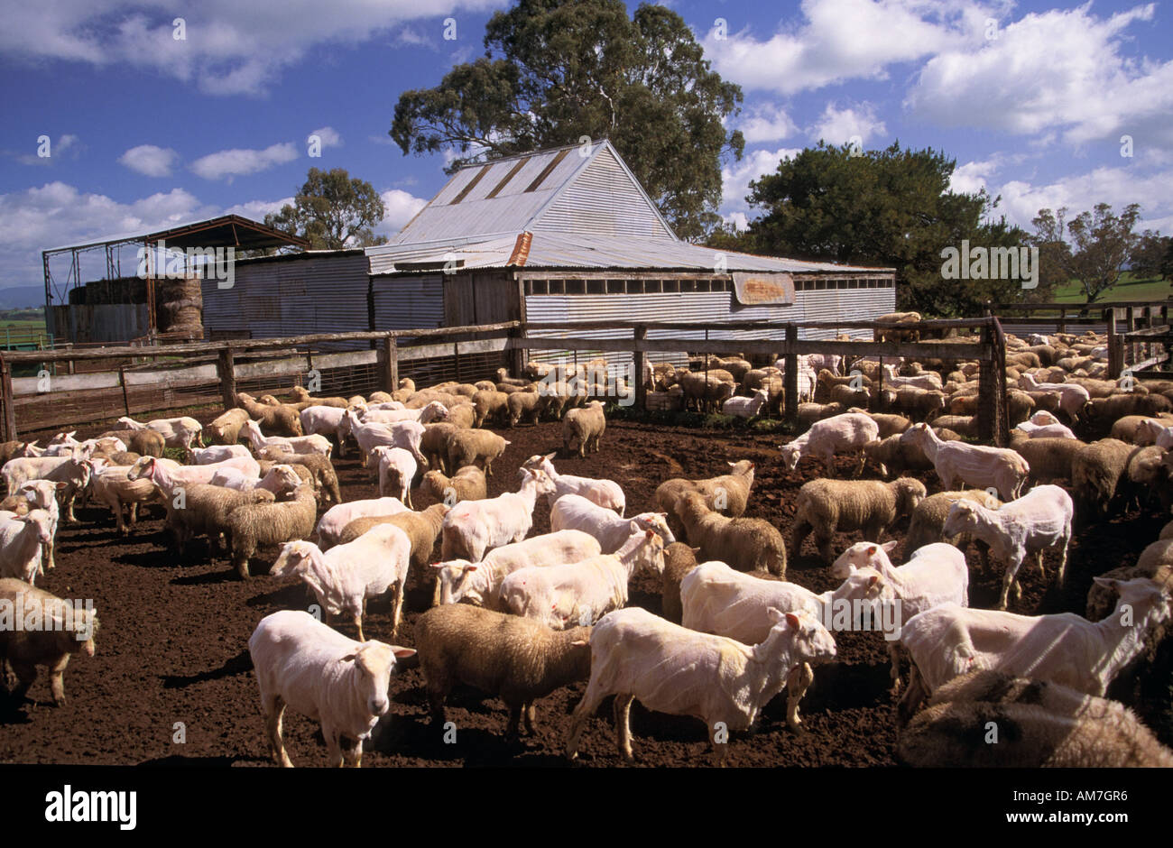 Sheep shearing time hires stock photography and images Alamy