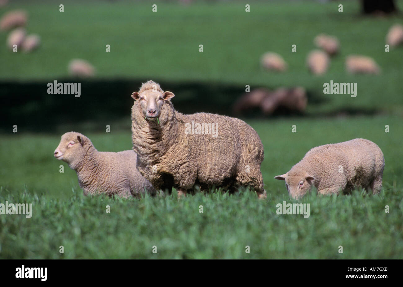 Sheep and lambs Victoria, Australia Stock Photo Alamy