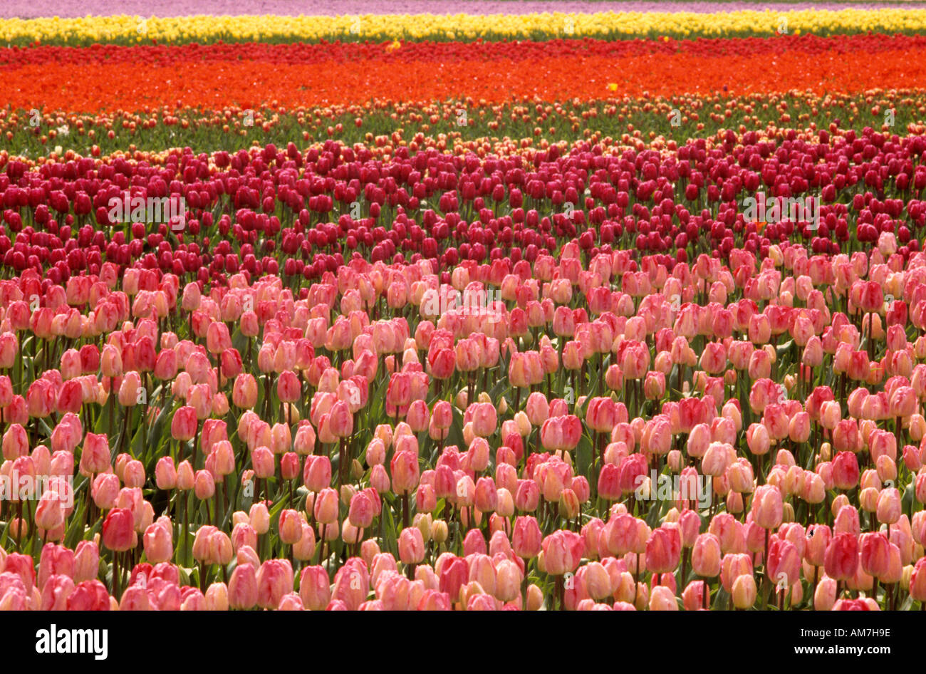Tulips tulip field fields Netherlands Holland Flowers near Keukenhof