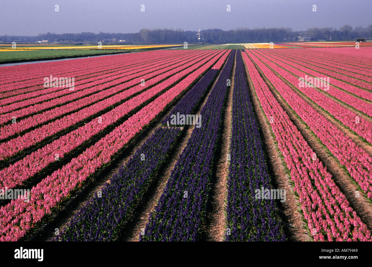 Tulips tulip field fields Netherlands Holland     Flowers near Keukenhof Leiden Haarlem and Amsterdam Stock Photo