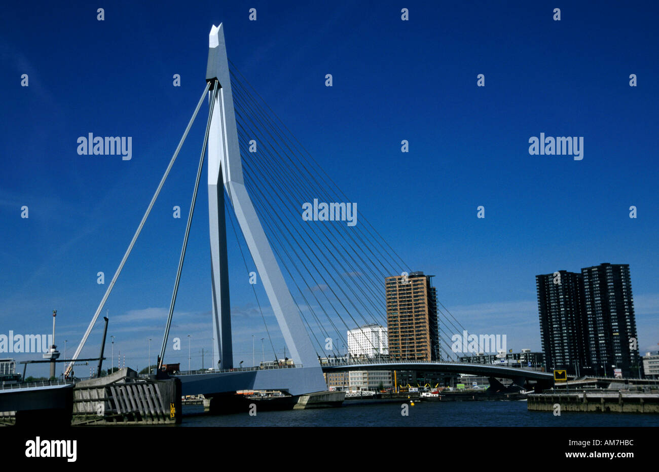 Rotterdam Erasmus Bridge Swan Netherlands river Nieuwe Maas Stock Photo