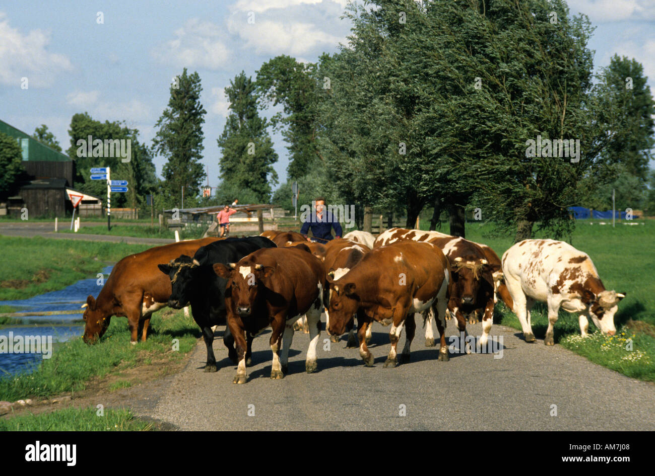 Leiden Netherlands dairy farm milk milking machine farmer Stock Photo