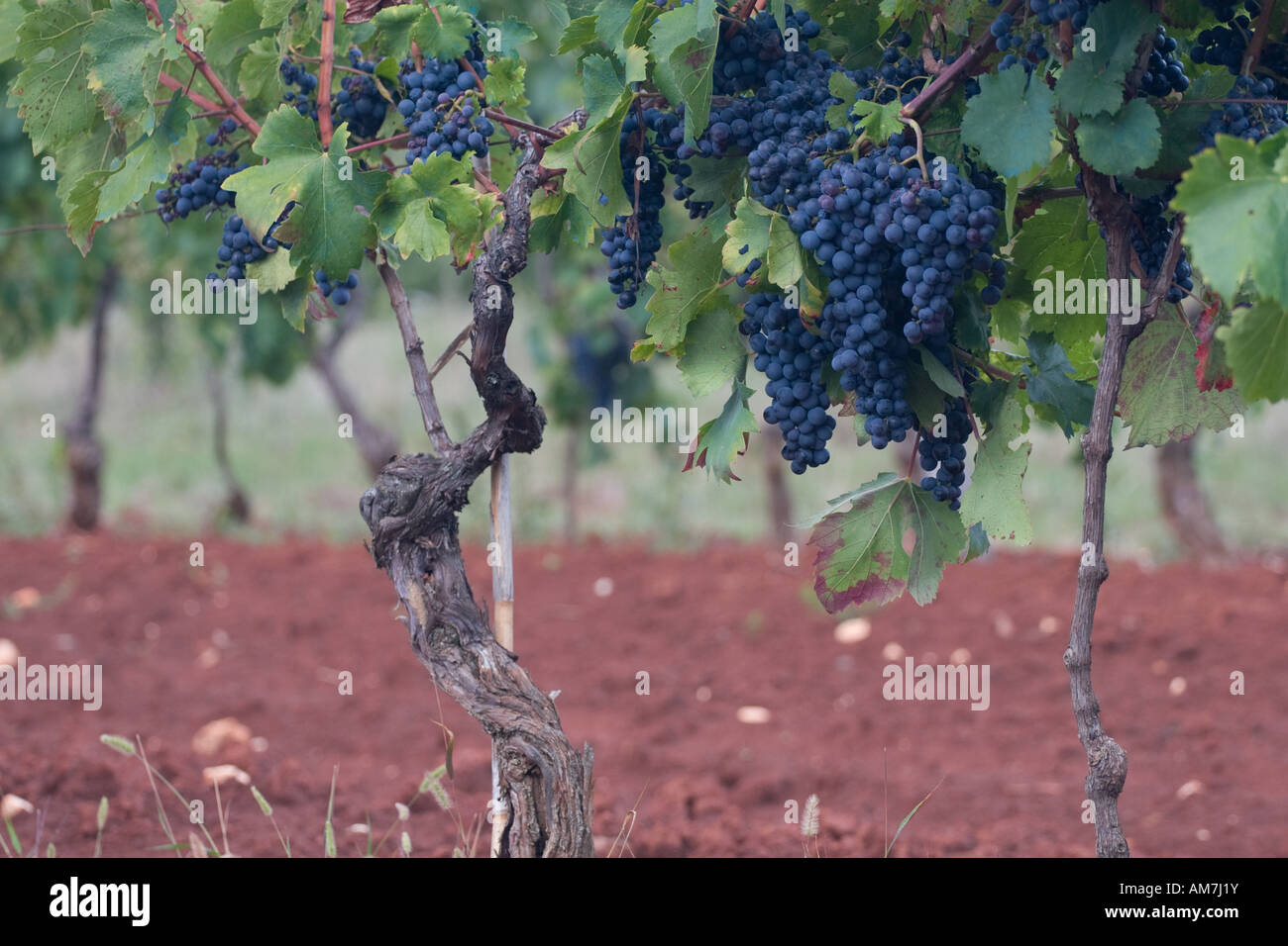 Vines in Istria, Croatia Stock Photo