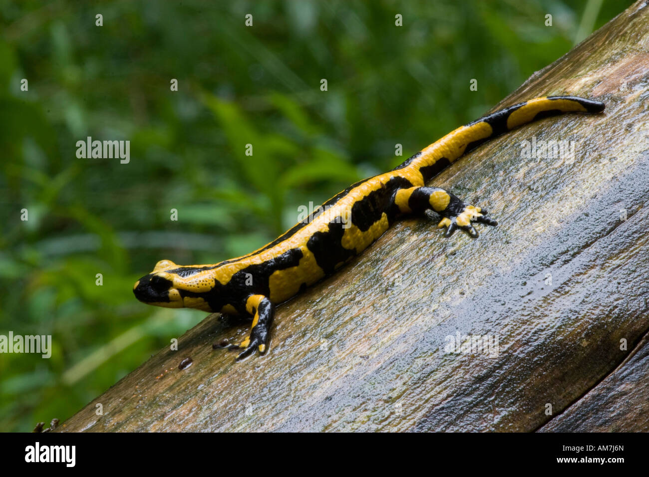 Fire Salamander (Salamandra salamandra) Stock Photo