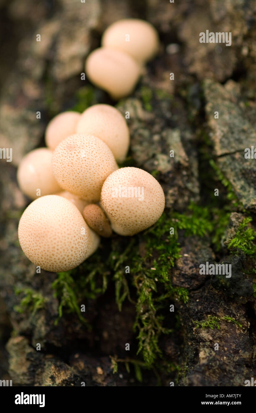 Closeup of a mushroom growing in a forest Stock Photo - Alamy