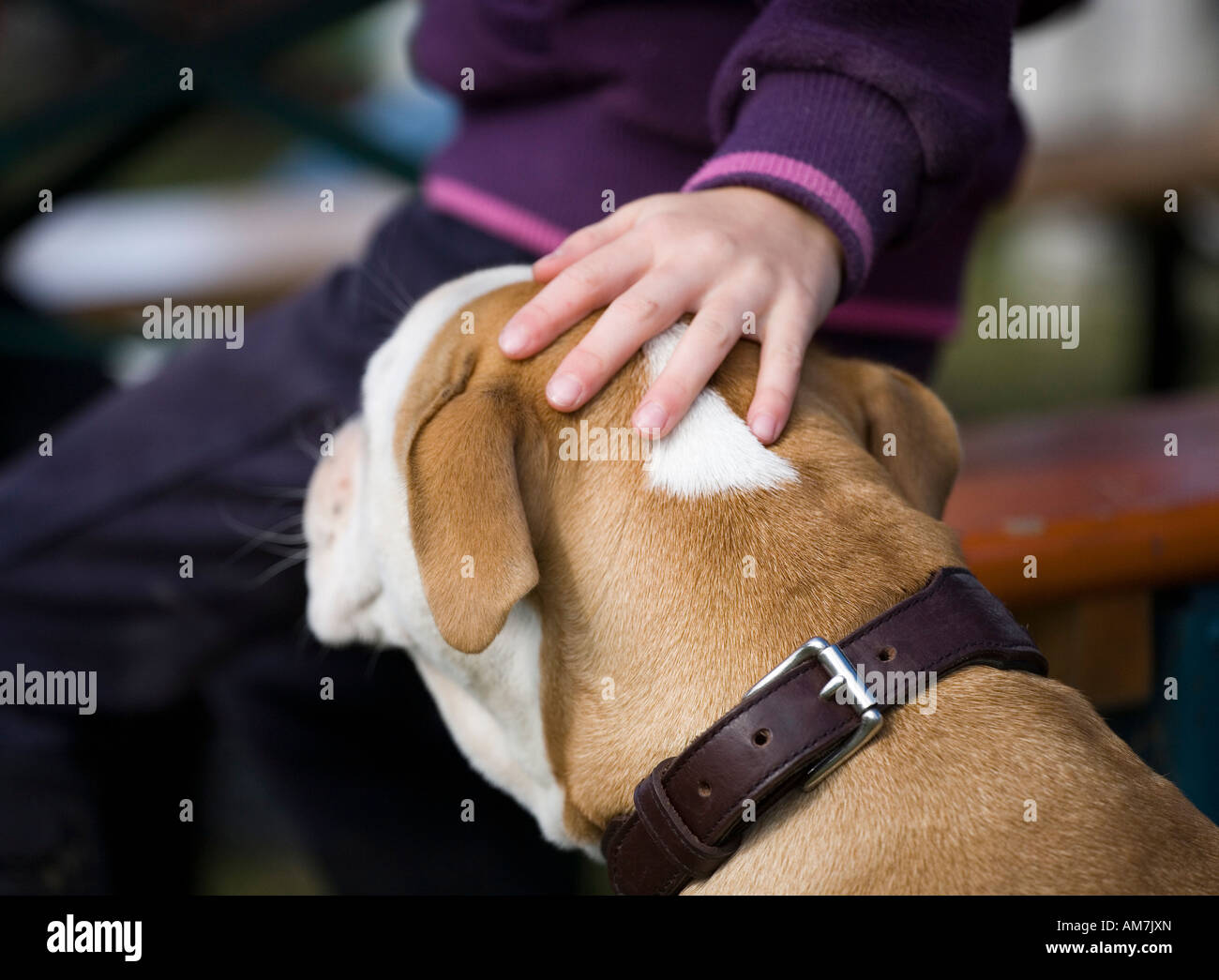 Girl stroking her dog, Germany Stock Photo