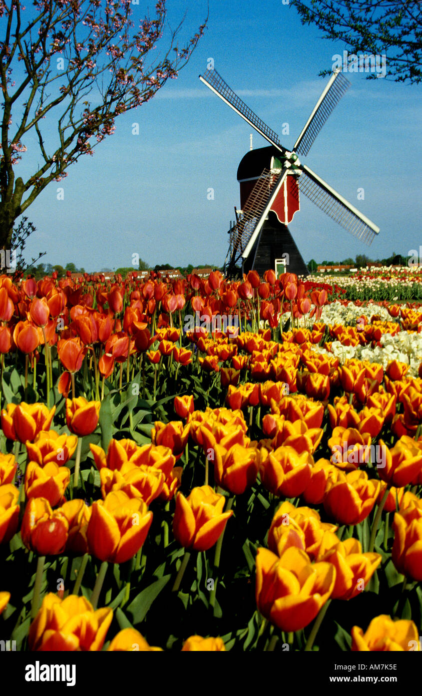 Windmill Tulips Flowers Keukenhof Dutch Holland Stock Photo Alamy