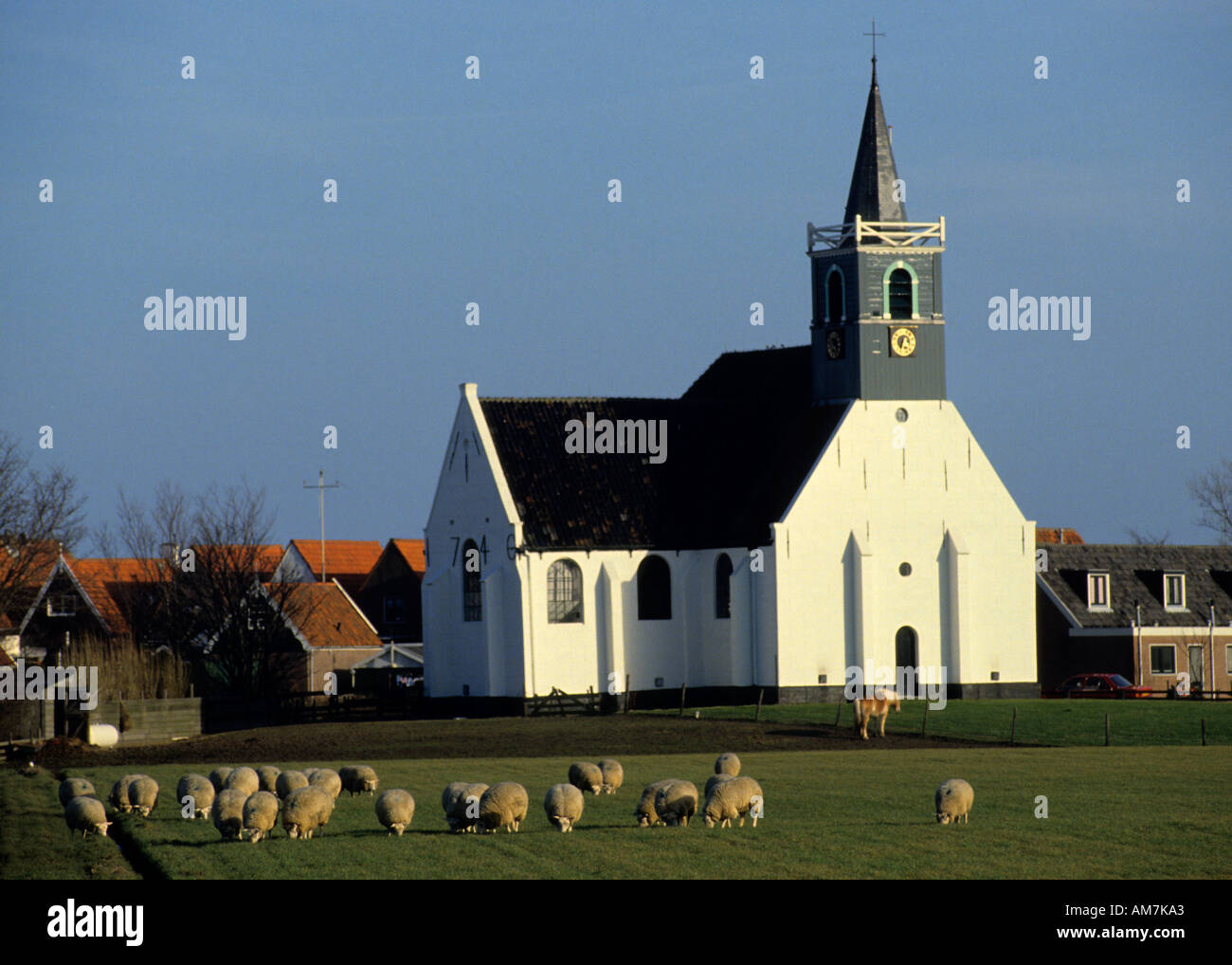 Netherlands Texel Holland Oudeschild Sheep church Stock Photo