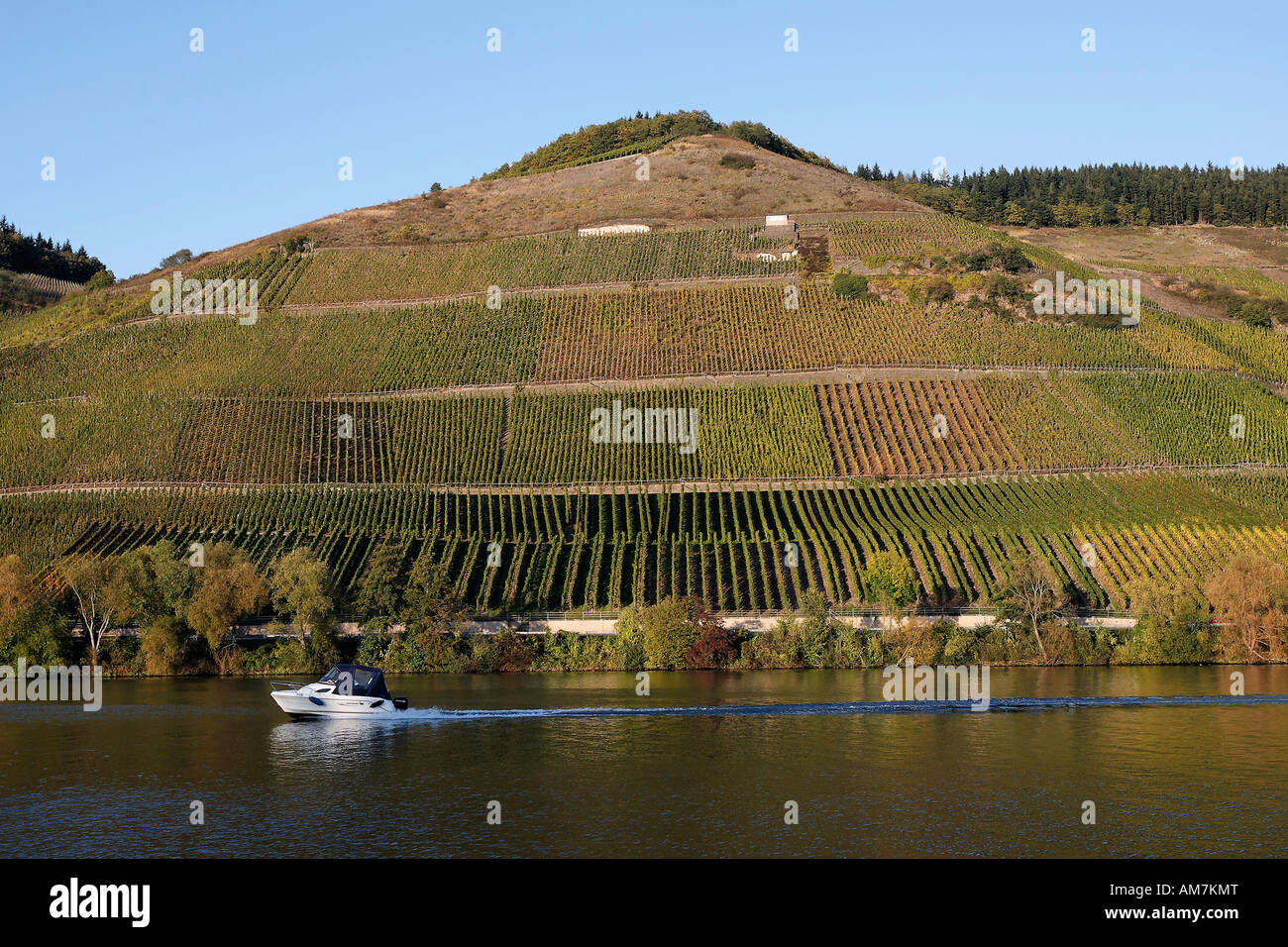 Small motorboat sails in front of autumn vineyards at the Mosel near Longuich, Trier, Rhineland-Palatinate, Germany Stock Photo