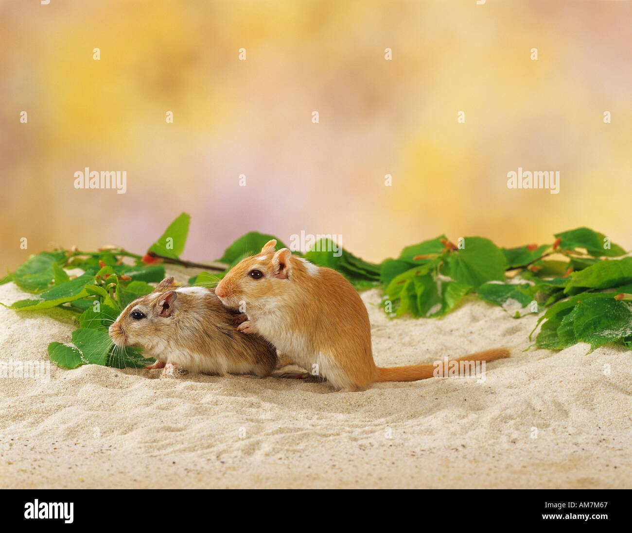 two gerbils in sand / Gerbillinae Stock Photo Alamy