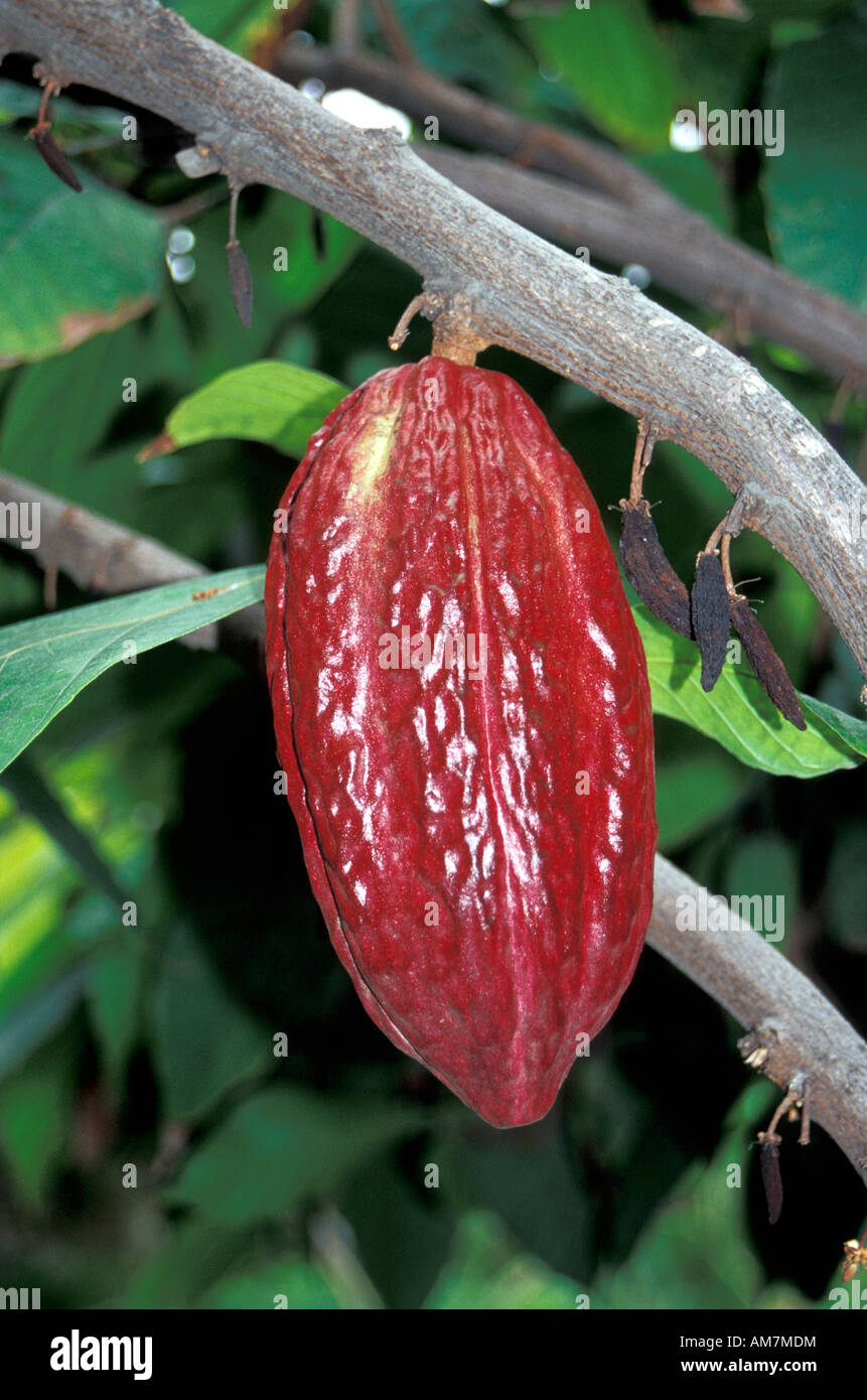 Ripe Cacao or Cocoa pod hanging on a tree in Guayaquil, Ecuador Stock Photo