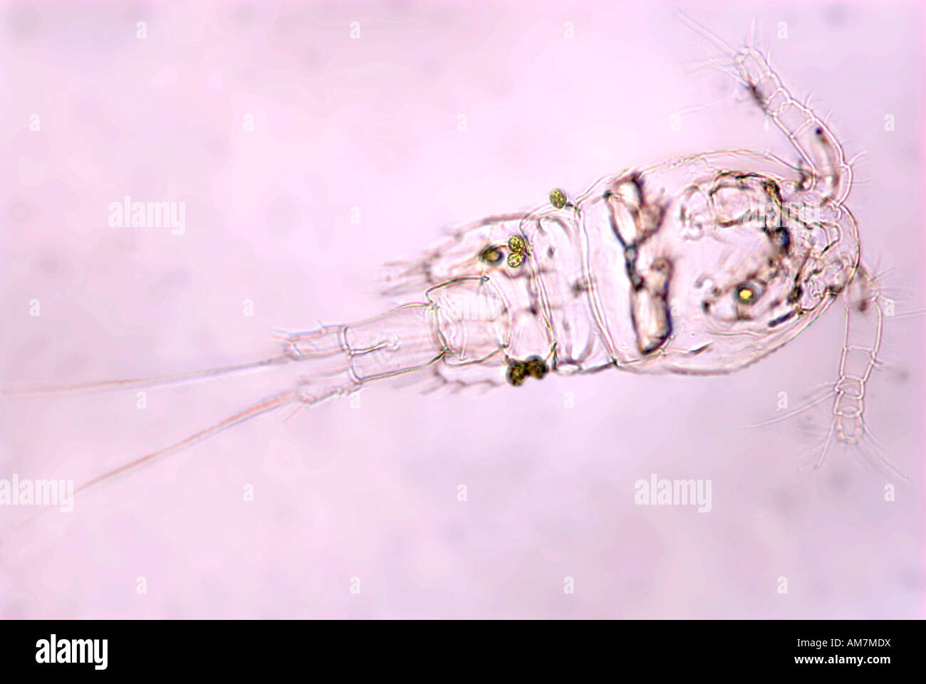 Copepod Larvae Cyclops sp. UK Stock Photo