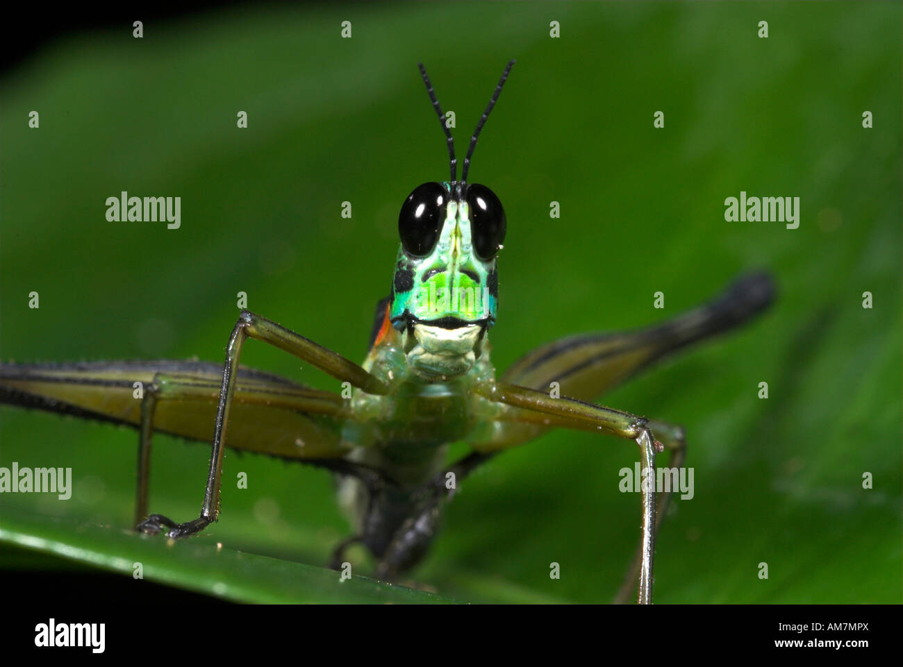 Airplane Grasshopper Eumastricidae sp. Manu Peru Stock Photo