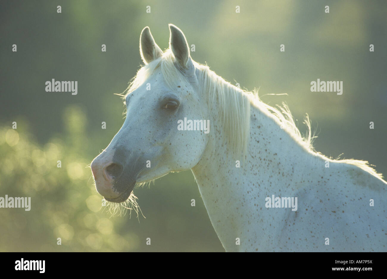Arabian Horse (Equus caballus), portrait of mare Stock Photo
