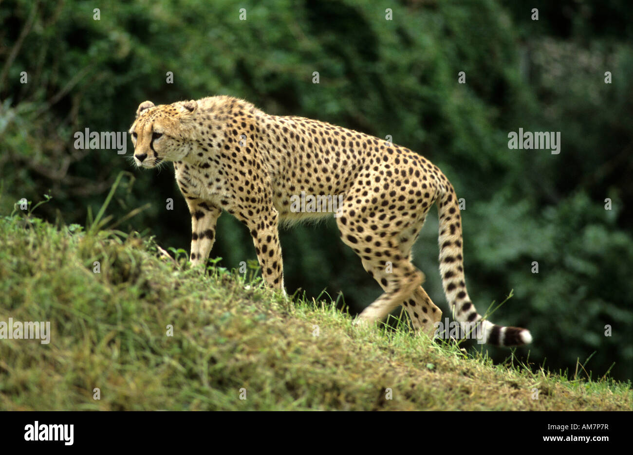 Singular cheetah africa Acinonyx jubatus Stock Photo
