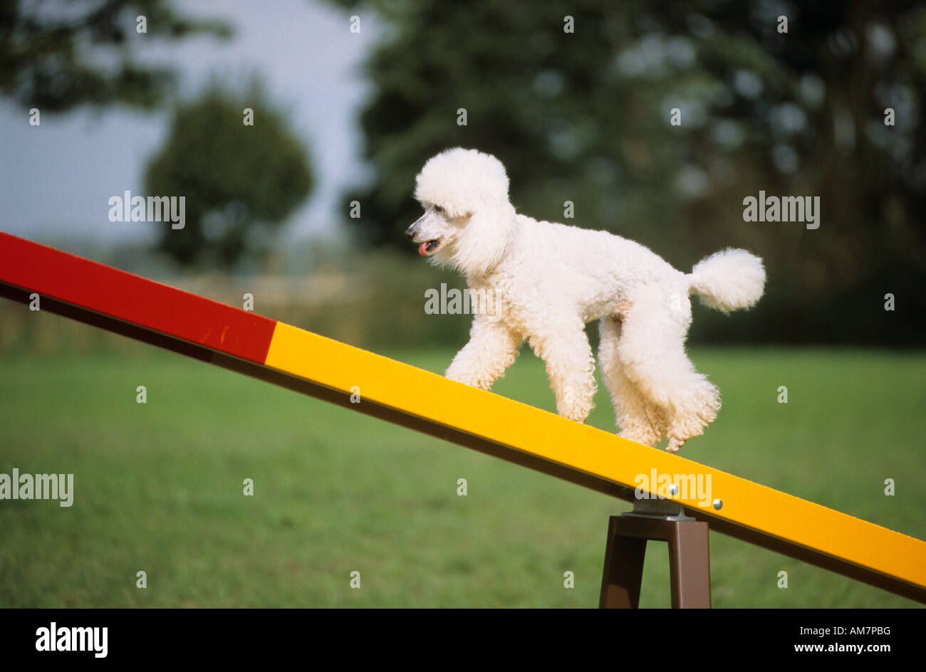 Poodle agility class Stock Photo Alamy